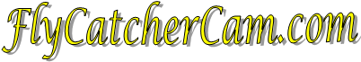 FlyCatchersCam.com